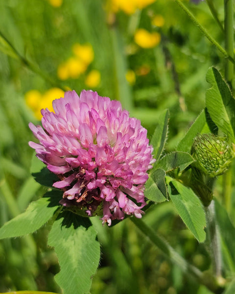 Trifolium pretense - Red Clover Flower Essence