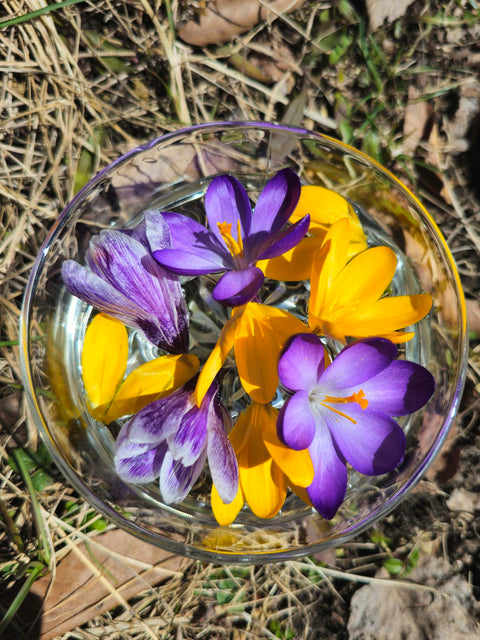 Crocus vernus - Spring Crocus Flower Essence