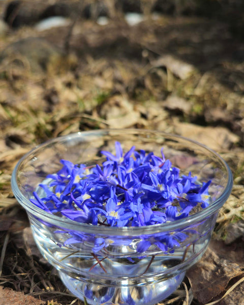 Scilla sardensis - Lesser Glory of the Snow Flower Essence