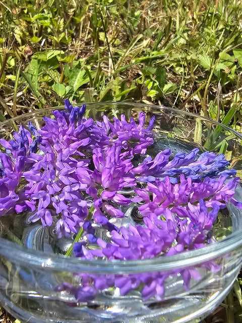 Vicia cracca - Cow Vetch Flower Essence